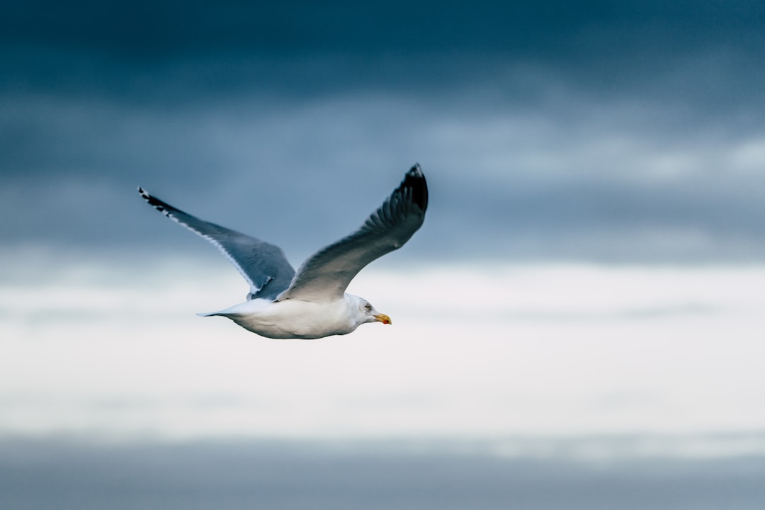 The Seagull: A Symbol of Freedom and Resilience